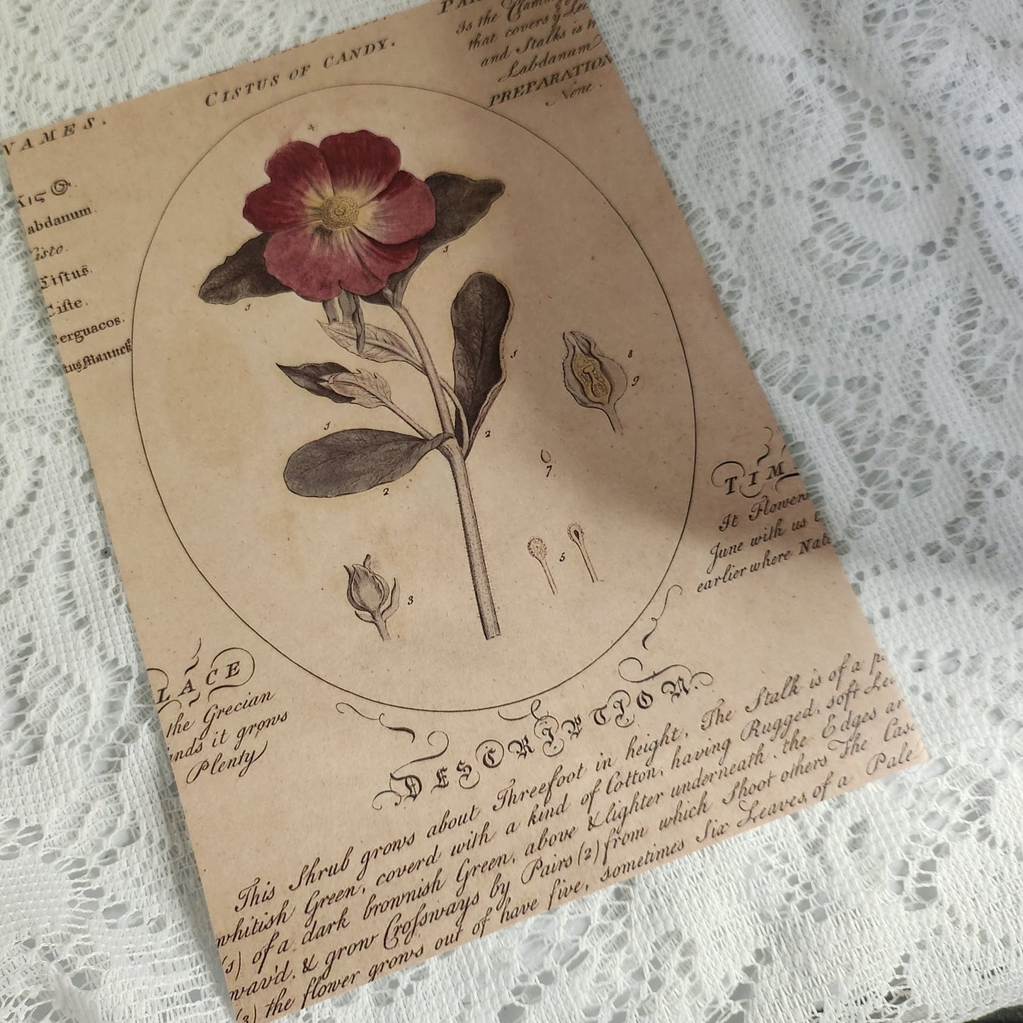 Faux Botanical Ephemera