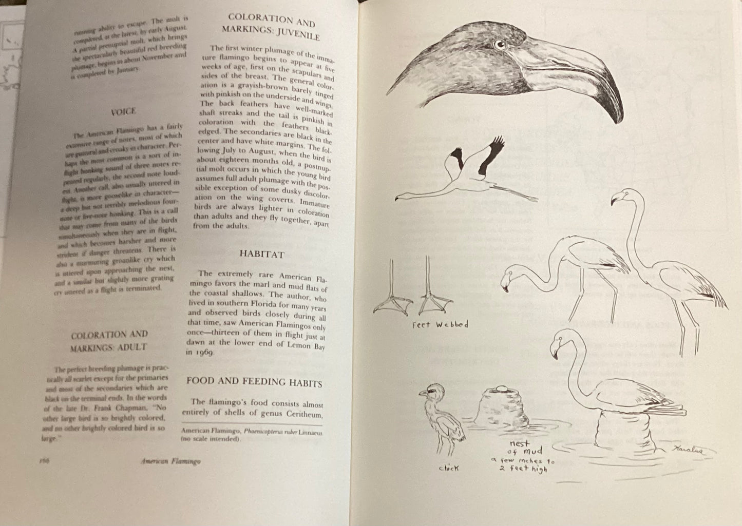 The wading birds of North America