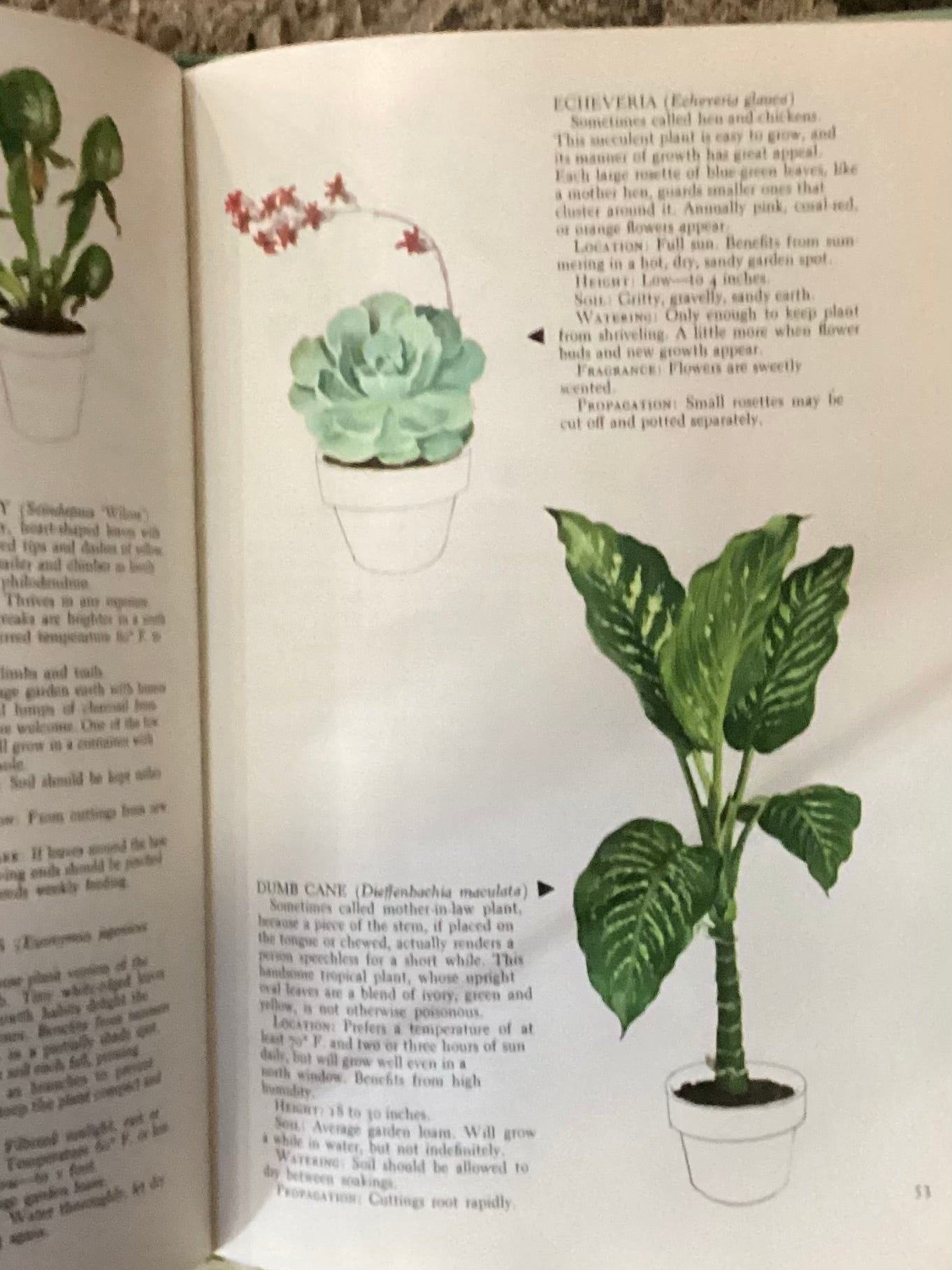 The woman’s day book of House plants by Jean Hersey