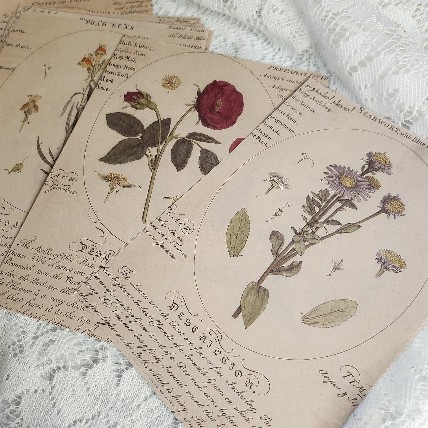 Faux Botanical Ephemera