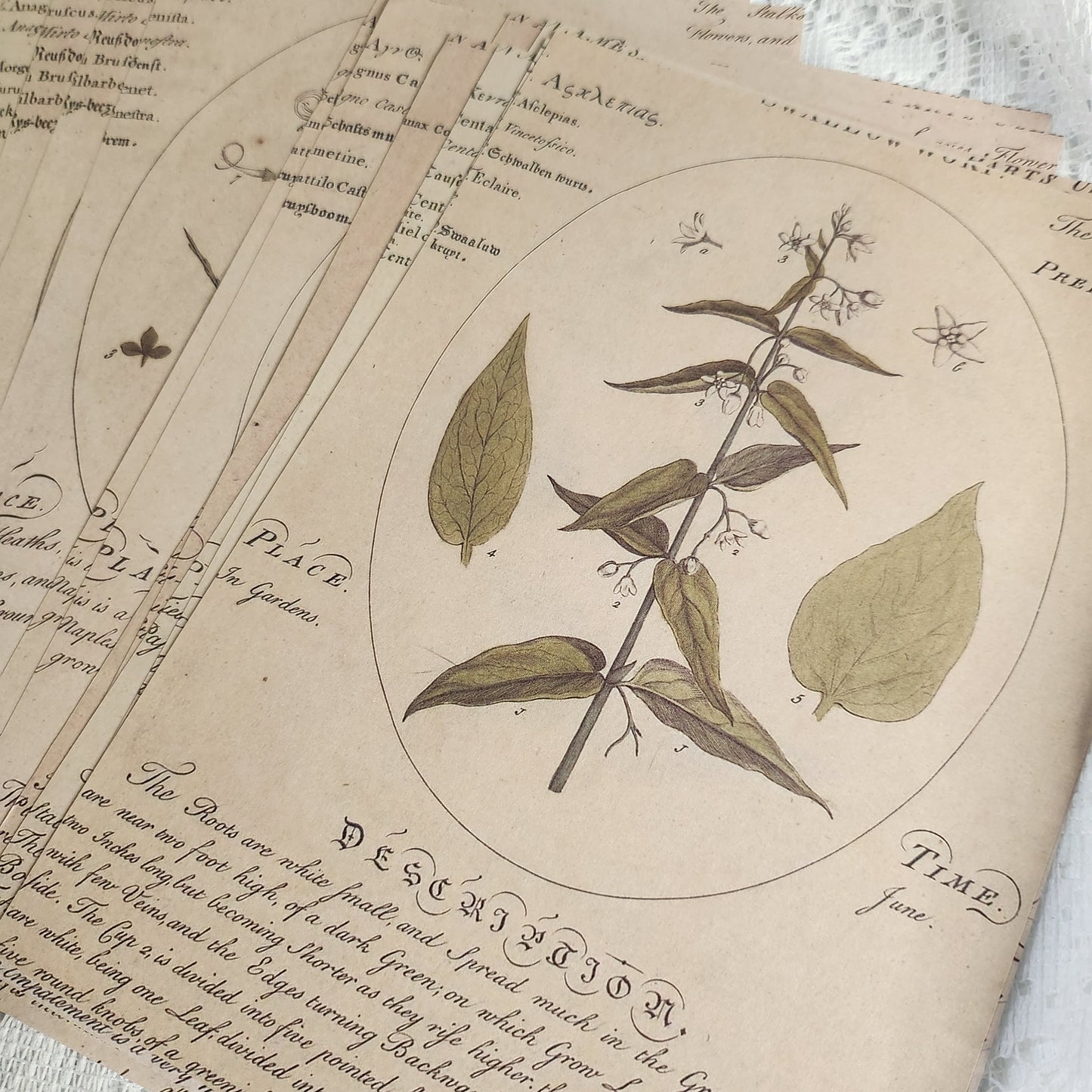 Faux Botanical Ephemera