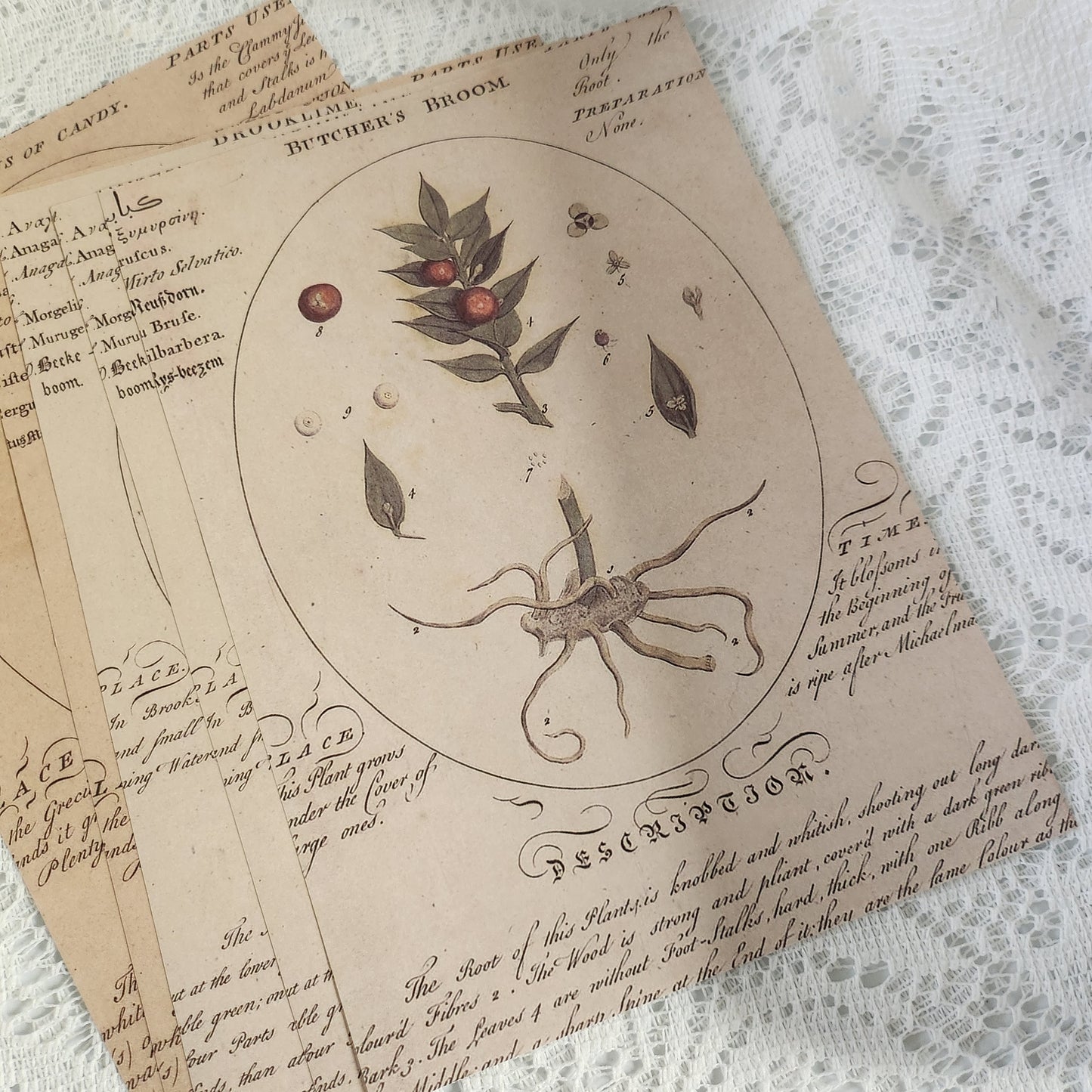 Faux Botanical Ephemera