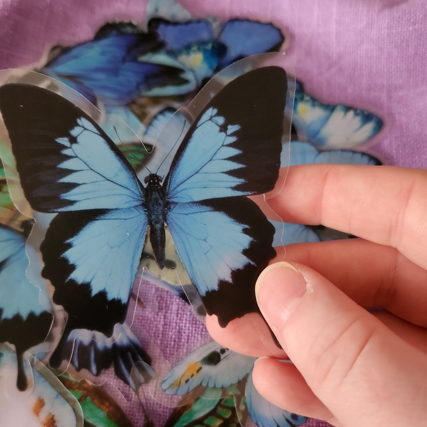 Extra Large Blue Butterfly Stickers