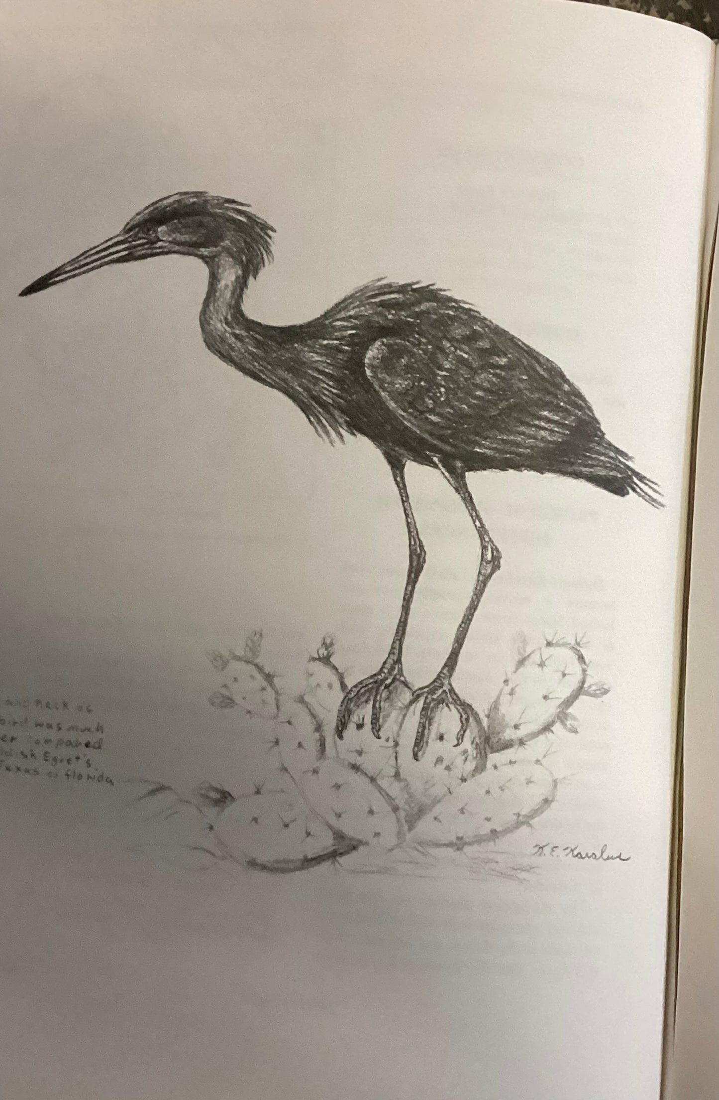 The wading birds of North America