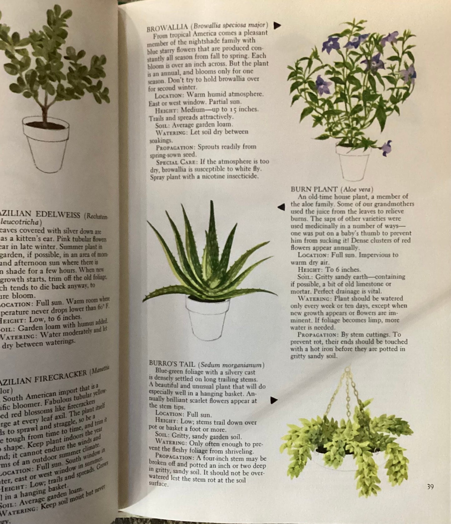 The woman’s day book of House plants by Jean Hersey