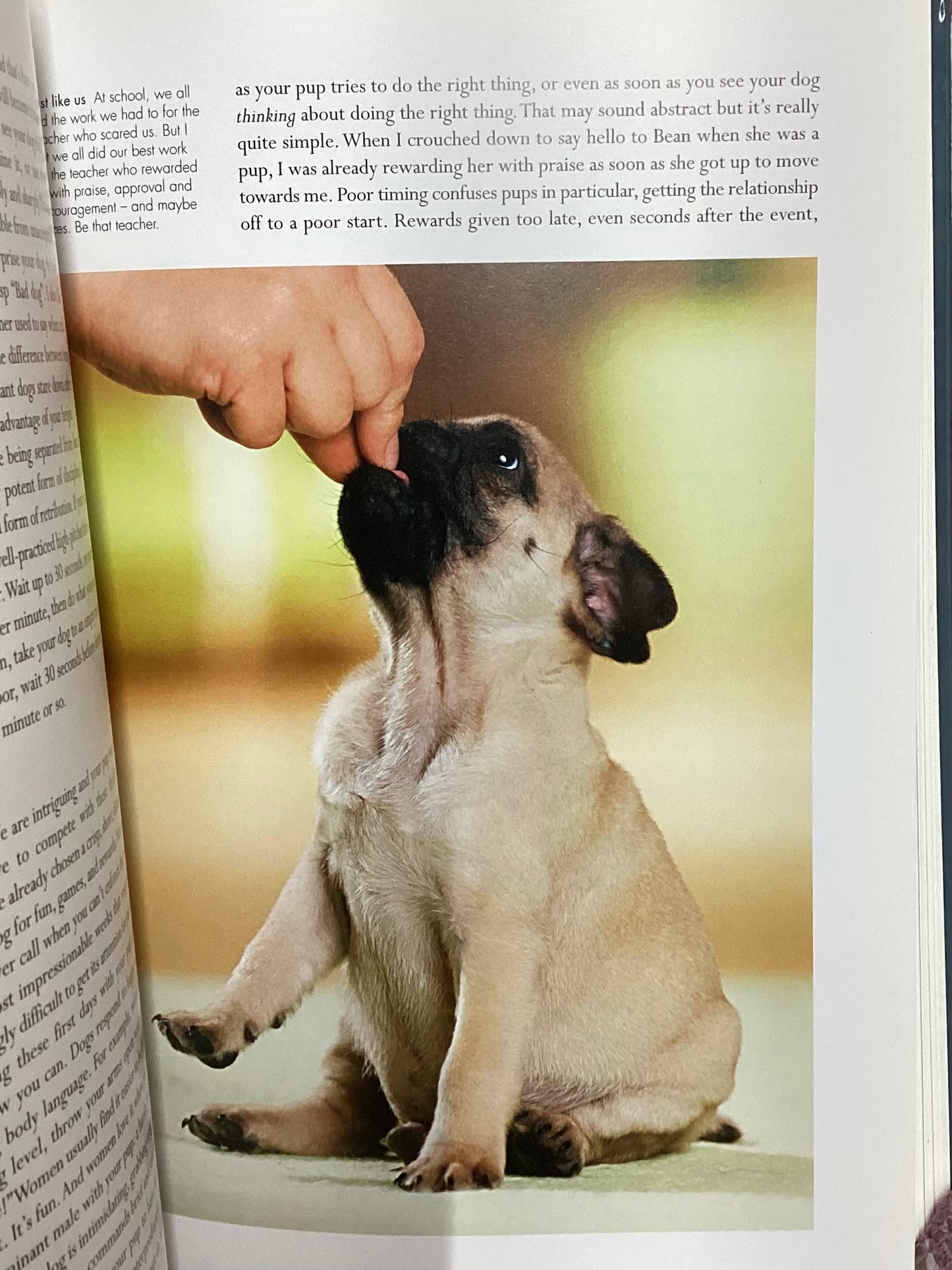 The definitive guide for dog owners